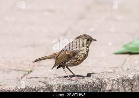 Autour du Royaume-Uni - la faune dans le jardin - Juvenile Robin (erithacus rubecula) Banque D'Images