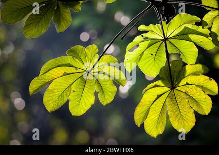 Feuilles sur un arbre de Cecropia dans la forêt tropicale luxuriante du parc métropolitain, Panama City, République de Panama. Banque D'Images