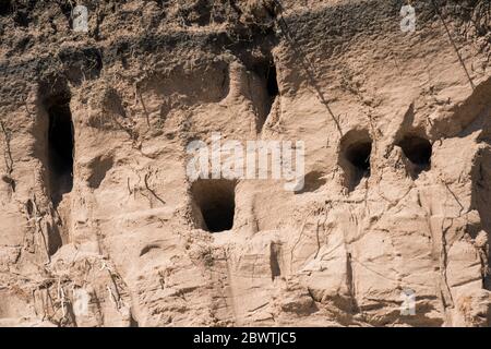 Colonie de sand martin (Riparia riparia) construite dans une dune de sable, face à la mer sur la plage de Montrose, Angus, Écosse, Royaume-Uni. Banque D'Images