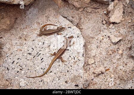 Deux bains de soleil à la muraille commune (Podarcis muralis) Banque D'Images