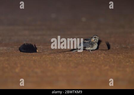 Boîte de nuit standard Caprimulgus longipenni, homme adulte, au repos sur terre, parc national de Mole, Ghana, mars Banque D'Images