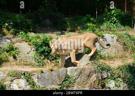 Lion asiatique mâle dans le zoo Banque D'Images