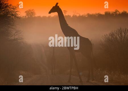 Afrique du Sud, Silhouette de la girafe du Nord (Giraffa camelopardalis), route de passage dans le parc national Kruger à l'aube brumeuse Banque D'Images