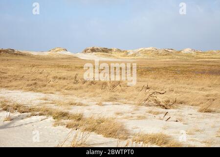 Allemagne, Schleswig-Holstein, Sankt Peter-Ording, dunes de sable de Grassy dans le parc national de la mer des Wadden Banque D'Images