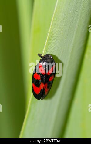 Allemagne, gros plan du Froghopper noir et rouge (Cercovis vulnerata) perçant sur une lame d'herbe Banque D'Images