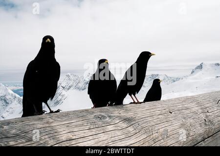 Allemagne, Bavière, Garmisch-Partenkirchen, les communes alpines (Pyrrhocorax Gruculus) perçant sur une bûche de bois à Zugspitzplatt Banque D'Images