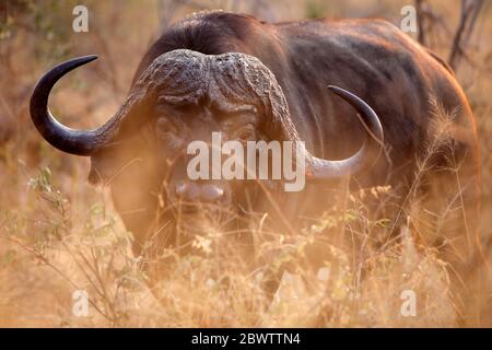 Afrique du Sud, Mpumalanga, Portrait du buffle du Cap (Syncerus caffer) dans la réserve de sable de Sabi Banque D'Images