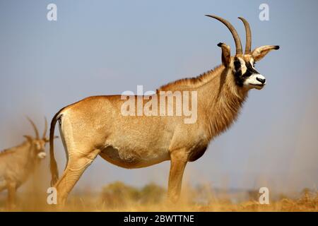 ESwatini, antilope de Roan (Hippotragus equinus) debout à l'extérieur Banque D'Images