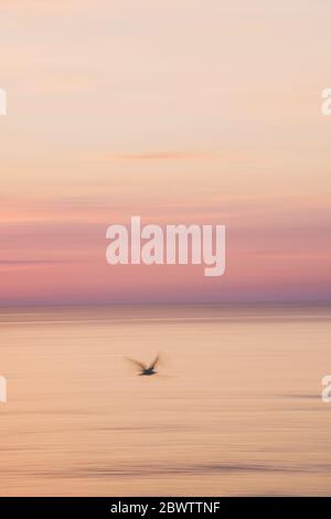 Silhouette mouette volant au-dessus de la mer contre le ciel au lever du soleil Banque D'Images