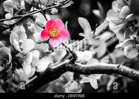 Branche avec des fleurs rouges de coing japonais (Chaenomeles japonica) en floraison en avril, image en noir et blanc avec une couleur sélectionnée Banque D'Images