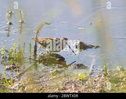 Allemagne, Bavière, Snipe commune (Gallinago gallinago) debout sur les rives du lac Chiemsee Banque D'Images