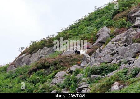 Goat de montagne sauvage couché sur un affleurement rocheux au parc forestier de galloway Banque D'Images