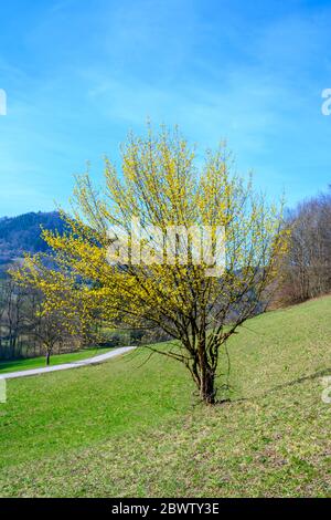 Tirol, Niederösterreich, Pielachtal, Kornelkirsche (Cornus mas), auch Dirndlstrauch oder Gelber Hartriegel, Banque D'Images