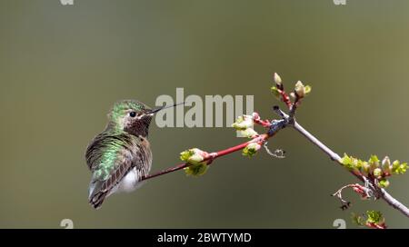 Un colibri à queue large repose sur une branche du Wyoming. Banque D'Images