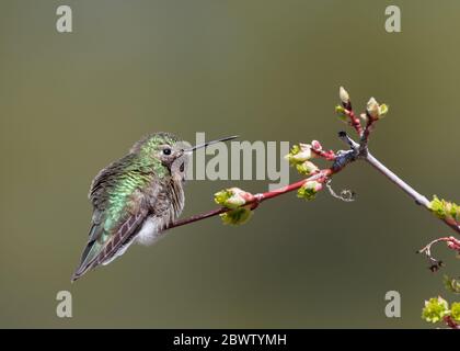 Un colibri à queue large repose sur une branche du Wyoming. Banque D'Images