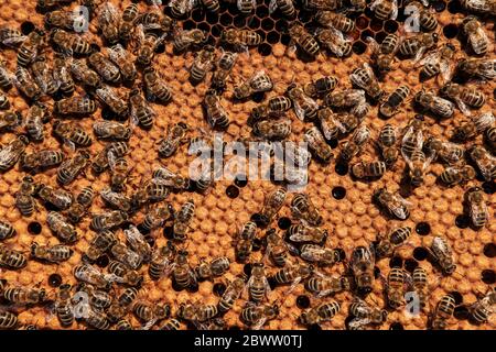 Photo pleine image d'abeilles sur le plateau alvéolé Banque D'Images