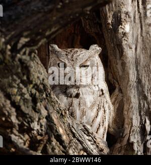 Un hibou des montagnes de l'est se teinte dans l'œil dans la lumière du matin du Wyoming. Banque D'Images