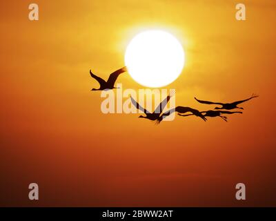 Grue Demoiselle - vol à l'aube avec Sun Grus virgo Khichhan, Rajasthan, Inde BI03278 Banque D'Images