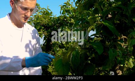 De jeunes agronomes ou biologues, travaillant sur l'arbre de pomme, écrivent des tests dans un cahier, en manteaux blancs, gants en caoutchouc, adn, lunettes, tests de feuilles. Banque D'Images