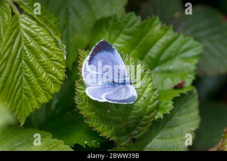 Papillon bleu Holly (Celastrina argiolus) , jardin britannique. Banque D'Images