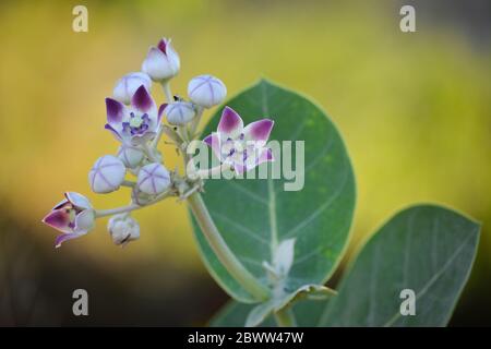 Fleur de couronne (Calotropis gigantea) dans le jardin Banque D'Images