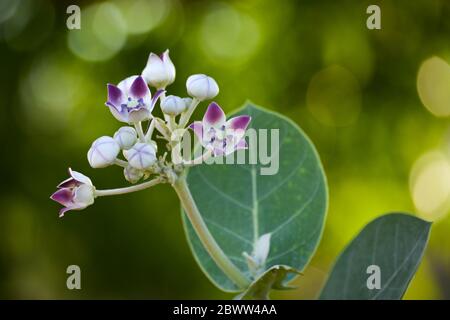 Fleur de couronne (Calotropis gigantea) dans le jardin Banque D'Images