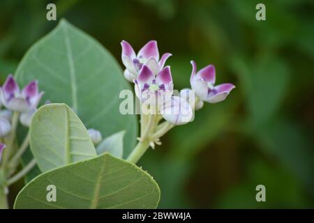 Fleur de couronne (Calotropis gigantea) dans le jardin Banque D'Images