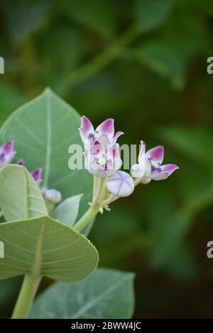 Fleur de couronne (Calotropis gigantea) dans le jardin Banque D'Images