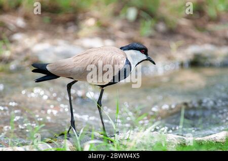 lapwing à ailes en épi, Vanellus spinosus, dans la réserve nationale de Samburu. Kenya. Afrique. Banque D'Images