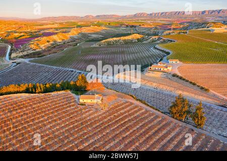 Espagne, région de Murcie, Cieza, vue aérienne de vastes vergers de campagne au crépuscule Banque D'Images