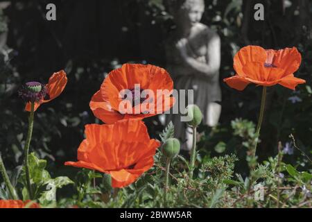Coquelicots dans un jardin anglais Banque D'Images
