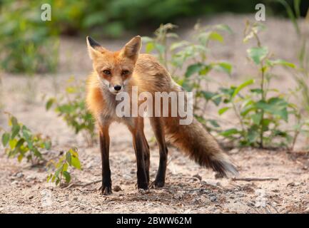 Renard roux Vulpes vulpes assis sur une route de terre dans le parc Algonquin, Canada Banque D'Images