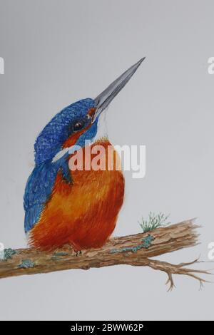 Peinture aquarelle de kingfisher Banque D'Images