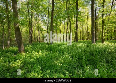 Allemagne, Rhénanie-du-Nord-Westphalie, moutarde à l'ail (Alliaria petiolata), qui pousse en glade verte Banque D'Images
