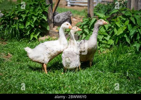 Un groupe de 3 Gosslings de la race d'oie 'Österreichische Landgans', une race autrichienne d'oie en danger critique d'extinction Banque D'Images