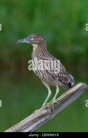 Héron de nuit à couronne noire (Nycticorax nycticorax) juvénile debout sur une bûche de chasse au-dessus d'un étang local à Ottawa, Canada Banque D'Images