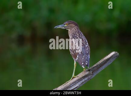 Héron de nuit à couronne noire (Nycticorax nycticorax) juvénile debout sur une bûche de chasse au-dessus d'un étang local à Ottawa, Canada Banque D'Images