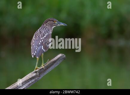 Héron de nuit à couronne noire (Nycticorax nycticorax) juvénile debout sur une bûche de chasse au-dessus d'un étang local à Ottawa, Canada Banque D'Images