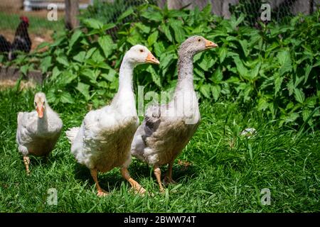 Un groupe de 3 Gosslings de la race d'oie 'Österreichische Landgans', une race autrichienne d'oie en danger critique d'extinction Banque D'Images