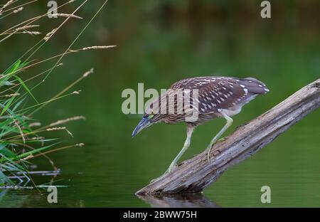Héron de nuit à couronne noire (Nycticorax nycticorax) juvénile debout sur une bûche de chasse au-dessus d'un étang local à Ottawa, Canada Banque D'Images