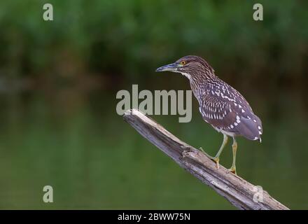 Héron de nuit à couronne noire (Nycticorax nycticorax) juvénile debout sur une bûche de chasse au-dessus d'un étang local à Ottawa, Canada Banque D'Images