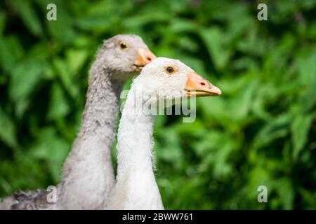 Un groupe de 3 Gosslings de la race d'oie 'Österreichische Landgans', une race autrichienne d'oie en danger critique d'extinction Banque D'Images