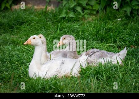 Un groupe de 3 Gosslings de la race d'oie 'Österreichische Landgans', une race autrichienne d'oie en danger critique d'extinction Banque D'Images