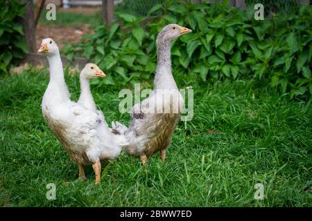 Un groupe de 3 Gosslings de la race d'oie 'Österreichische Landgans', une race autrichienne d'oie en danger critique d'extinction Banque D'Images