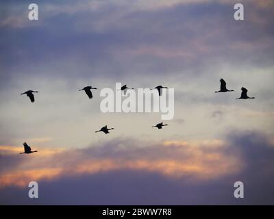 Grue Demoiselle - Dawn Flight Grus virgo Khichhan, Rajasthan, Inde BI032339 Banque D'Images