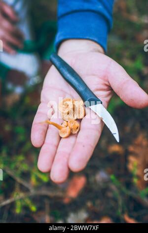 Espagne, main de l'homme tenant un couteau de cuisine et un bouquet d'albacore fraîchement cueillis (Craterellus tubaeformis) Banque D'Images