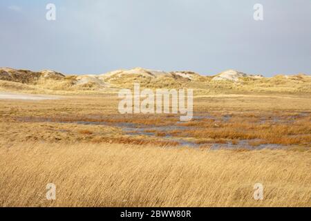 Allemagne, Schleswig-Holstein, Sankt Peter-Ording, dunes de sable de Grassy dans le parc national de la mer des Wadden Banque D'Images