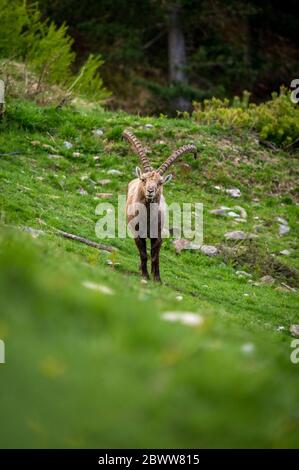 Impressionnant ibex mâle en Engadine Banque D'Images