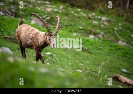 Impressionnant ibex mâle en Engadine Banque D'Images