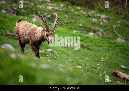 Impressionnant ibex mâle en Engadine Banque D'Images